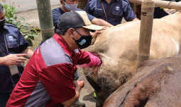 Indonesia Latih Delegasi Peternakan Afrika, Buktikan Teknologi IB Kementan Diakui Banyak Negara