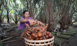 Membanggakan, FAO Tetapkan Agroforestri Salak Indonesia Sebagai Warisan Pertanian Dunia