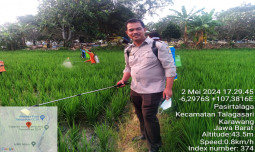 Kementan Gerakan Pengendalian Hama Penggerek Batang Padi di Karawang