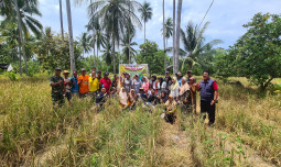 Antisipasi Krisis Pangan, Kementan Panen Padi Gogo di Pohuwato Gorontalo