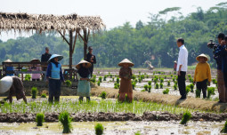 Disambangi Presiden Jokowi,Pekalongan Gencar Percepatan Tanam