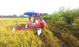 Penyuluh dan Petanian Sorong Berolaborasi Tingkatkan Hasil Panen
