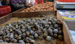 10 Hari Jelang Lebaran, Kementan Pastikan Ketersediaan Pangan Asal Ternak