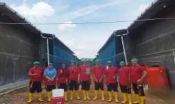 Ekspor Ayam ke Singapura, Kementerian Pertanian Dukung Peternakan Broiler di Bintan