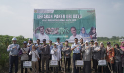 Kementan Tingkatkan Produksivitas Ubi Kayu untuk Mewujudkan Ketahanan Pangan Nasional