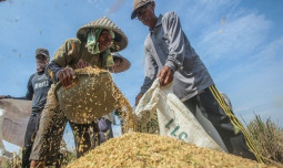 Petani Ponorogo Kecewa Harga Gabah Hanya Dihargai Rp5.500 oleh Tengkulak, Bulog Diminta Turun ke Lapangan