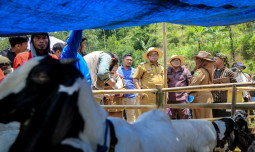 Patok Bantuan UPLAND project, Wujudkan Banjarnegara Lumbung Ternak Jawa Tengah