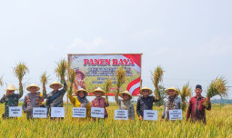 Varietas Padi DNA Bisa Panen 8 Ton Per Hektar, Kementan Berikan Apresiasi