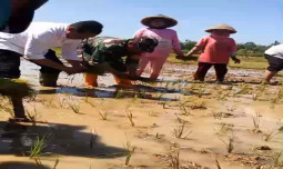 Genjot Produksi Padi, Kementan Gerakan Percepatan Tanam di Kebumen