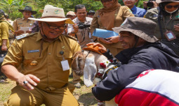 Meriah, Panen Cempe dan Pesta Patok UPLAND Project di Pejawaran