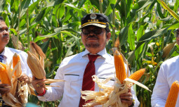 Mentan SYL Launching Jagung Jago Hasil Kolaborasi Unhas-Kementan