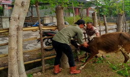 Wabah SE di Bengkulu, Kementan Tingkatkan Upaya Pengendalian dan Pencegahan