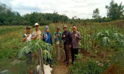 Tingkatkan Produksi, Kementan Maksimalkan Program Oplah di Kabupaten Barito Kuala Kalsel 