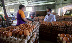 Produksi Telur Indonesia Melimpah dan Harga Stabil di Tengah Fenomena ‘Eggflation’