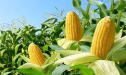 Maksimalkan Penyerapan, Mentan Tutup Keran Impor Jagung