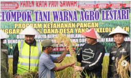 Panen Raya Padi Meluas, Kementan Pastikan Stok Pangan Aman