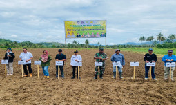 Tingkatkan Produktivitas, Kementan Tanam Bersama Padi Gogo di Pohuwato