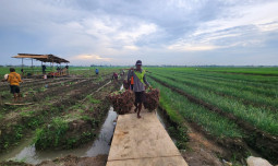 Petani  Respon Pengamat Terkait Pupuk Subsidi:  Tambahan Anggaran Pupuk Sentuh Akar Masalah Kami