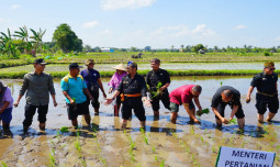 Gernas El Nino di NTB, Mentan SYL Tanam Padi dan Pimpin Pembuatan Biosaka untuk Petani