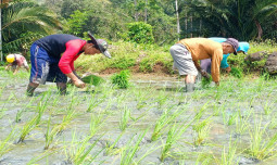 Geliat Perluasan Areal Tanam Kementan di Sulbar