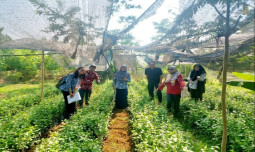 Pengembangan Melati sebagai Komoditas Florikultura Unggulan di Jawa Tengah