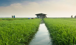 Panen Raya, Jawa Barat Siap Hasilkan 737 Ribu Ton Beras