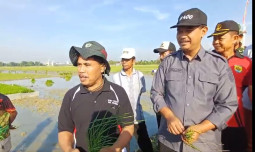Antisipasi Dini OPT, Dirjen Tanaman Pangan Kementan Ingin Jepara Panen Padi Agustus Maksimal