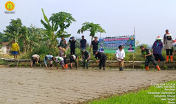 Amankan Pangan, Kementan Lakukan Gerakan Tanam di Kota Banjar
