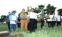 Panen Bawang Merah di Kabupaten Brebes, Mentan: Saya Senang Performa Produksinya Semakin Baik