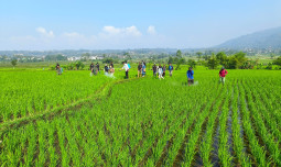 Kementan Luncurkan Program Gerakan Percepatan Tanam di Kabupaten Pamekasan