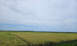 Dapat Tambahan Kuota Pupuk Subsidi, Produktivitas Pertanian Kabupaten OKI Diyakini Meningkat