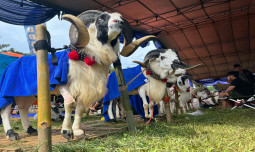 TNI AU Gelar Kontes Domba, Kementan Promosikan Domba Lokal Jadi Andalan