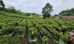 Kementan Pastikan Stok Cabai Aman dan Surplus Hadapi Ramadan dan Idulfitri 1447 H