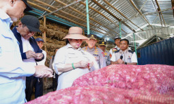 Kejar Swasembada Bawang Putih, Mentan Amran Perkuat Produksi Lombok Timur dengan Rp55,6 Miliar