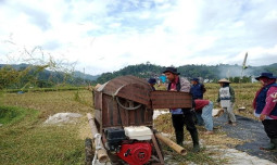 Masuki Musim Panen, Kementan Pastikan Penyuluh Lakukan Pendampingan