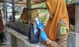 Tren Kasus PMK di Sinjai Menurun, Penanganan Pemerintah Berdampak Positif