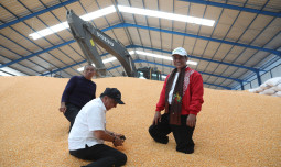Mentan Amran Minta Bulog Segera Serap Jagung Hasil Produksi Petani, Agar Harga Tidak Jatuh