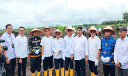 Dukung Swasembada Pangan, Kementan Gandeng PTPN Optimalkan Lahan Perkebunan untuk Tumpang Sari Padi Gogo