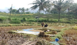 Harga Masih Rendah, Petani Jawa Timur Harap Bulog Serap Gabah