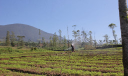Bibit UPLAND Project Ditanam di Garut, Optimis Tingkatkan Kesejahteraan Petani 