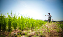 NTP Agustus 2025 Tembus 123,57, Sinyal Positif Bagi Petani Indonesia