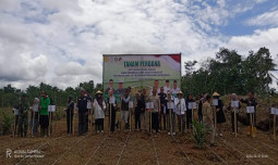 Petani Sawit di Lebak Wujudkan Ketahanan Pangan dengan Padi Gogo