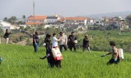 Kementan Gelar Pengendalian OPT Serentak di 230 Lokasi Jabar untuk Amankan Produksi Padi