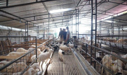 Dorong Pertanian Ramah Lingkungan, UPLAND Project Kementan Terapkan Program UPPO-Biogas