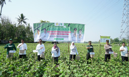 Maros Semangat Meningkatkan Produksi Kacang Hijau Nasional