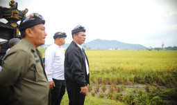 Proyeksi Produksi Padi Tembus 60 Juta Ton, Luas Panen Meningkat Dua Digit