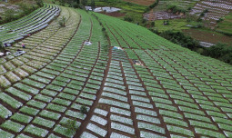 Produktivitas Tembus 14 Ton per Hektar, Bawang Putih Temanggung Makin Moncer