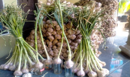 Kementan Dorong Peningkatan Produksi Bawang Putih Melalui Wajib Tanam dan Produksi