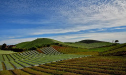 Tak Perlu Cemas, Pasokan Aman, Harga Bawang Merah Berangsur Normal Kembali