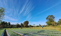 Fasilitasi Olahan Bawang Goreng di Sumenep, Kementan: Ini Upaya untuk Jaga Harga Bawang Merah Saat Produksi Melimpah